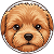 Maltipoo Top